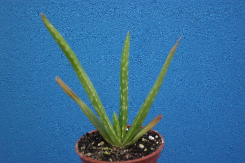 aloe vera 1 rok